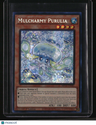 2025 Mega-Pack Mulcharmy Purulia